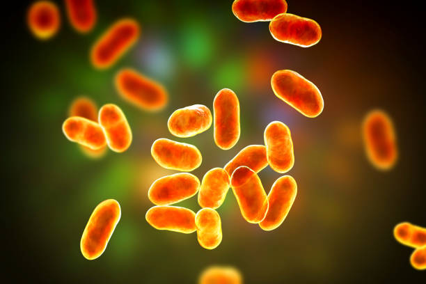bacterie, vaginose femme