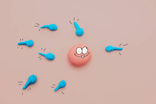 fecondation, fertilité