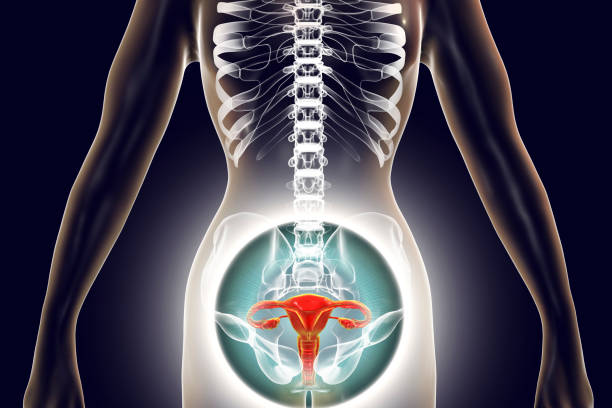 anatomie de la femme, gynecologue, chirurgien