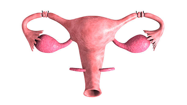 sterilisation tubaire definitive, ligature des trompes, chirurgie, contraception