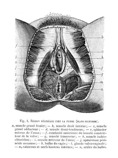 anatomie de la femme et de la vulve