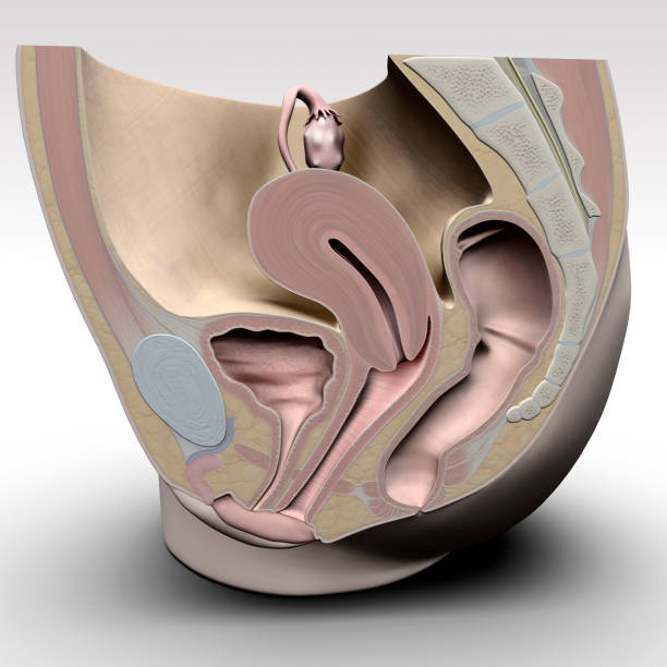 anatomie de la femme
