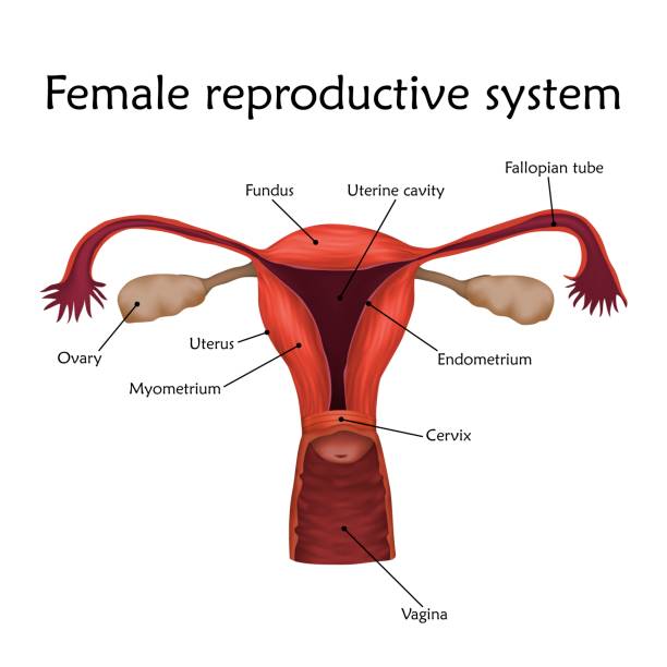 anatomie uterus trompe ovaires vagin