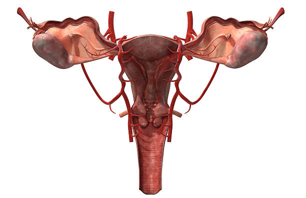 anatomie de l'uterus femme