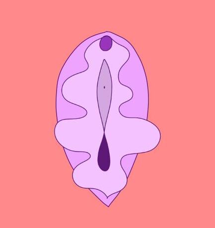 vulve