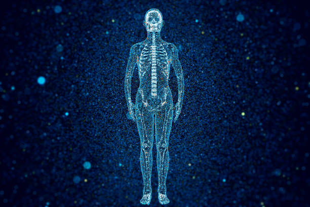 anatomie du corps humain