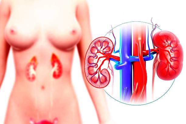 anatomie des vaisseaux reins