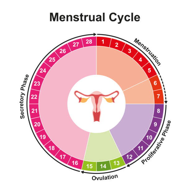 cycle menstruel