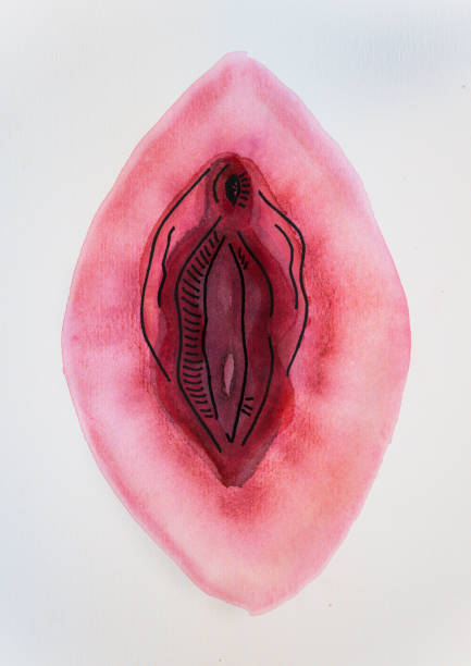 vulve
