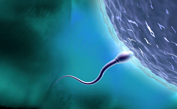 spermatozoide fecondant